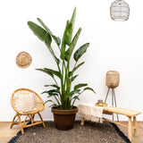 Strelitzia Augusta multi-caule