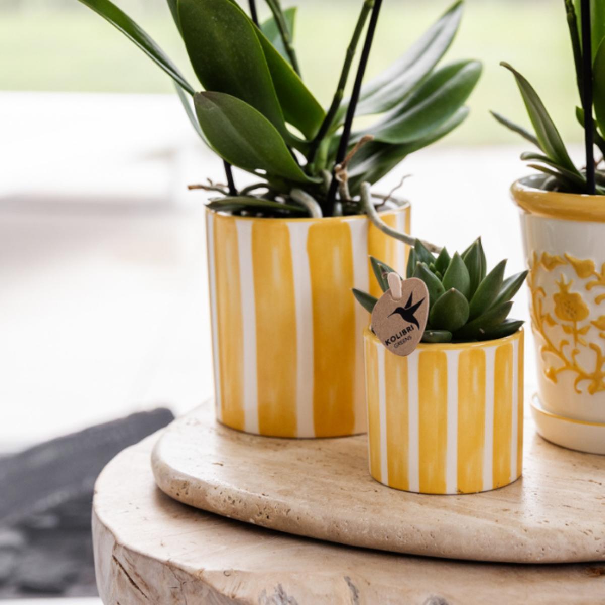 Empresa Kolibri | Conjunto presente Mediterrâneo Sunset | Plantenset com Phalaenopsis Orchidee Lausanne e Succulents incl. cerâmica cerâmica