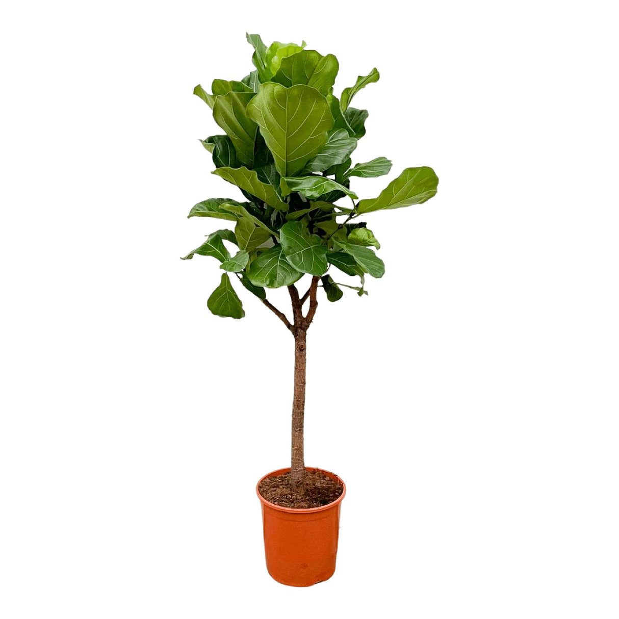 Lança Ficus Lyrata - 180cm - ⌀30