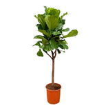 Lança Ficus Lyrata - 180cm - ⌀30