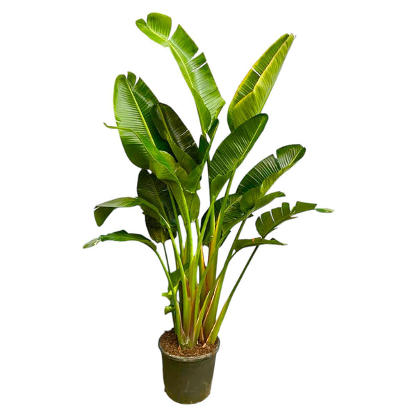 Strelitzia Augusta multi-caule