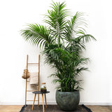 Palma Kentia XXL - 260cm - ø35