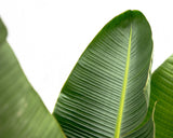 Luxo Strelitzia Augusta XXL - 250cm - ø38