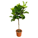 Ficus Lyrata lança XXL - 210 cm - ø40