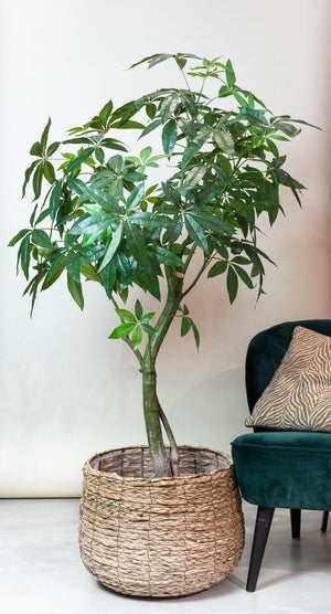 Planta artística - Pachira Aquatica - Geldboom - 180 cm