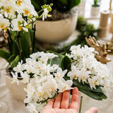 Orquídeas Kolibri | Orquídea Witte phalaenopsis - Nazaré - potmaat Ø9cm | bloeiende kamerplant - vers van de kweker
