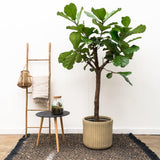 Ficus Lyrata lança XXL - 210 cm - ø40