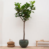 Ficus Lyrata lança XXXL - 300cm - ø55