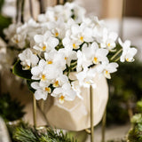 Orquídeas Kolibri | Orquídea Witte phalaenopsis - Nazaré - potmaat Ø9cm | bloeiende kamerplant - vers van de kweker