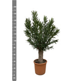 Nerium Oleandro Bonsai - 190cm - ø45