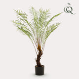 Planta artística - Boomvaren - x15 -1 25cm
