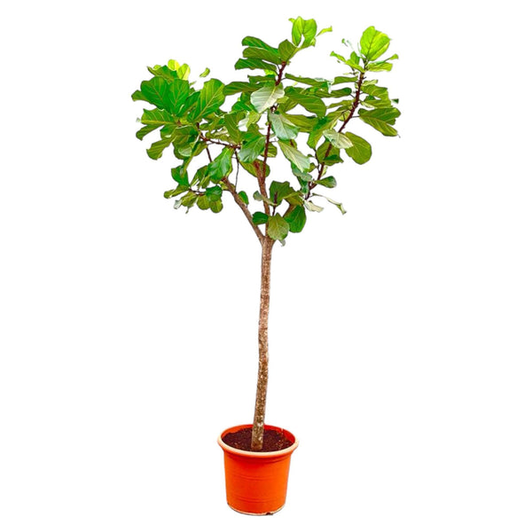 Ficus Lyrata lança XXXL - 300cm - ø55