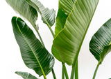 Strelitzia Augusta multi-caule