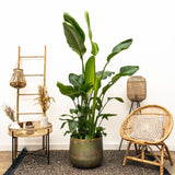 Strelitzia Nicolai luxo XXL - 250cm - ø40