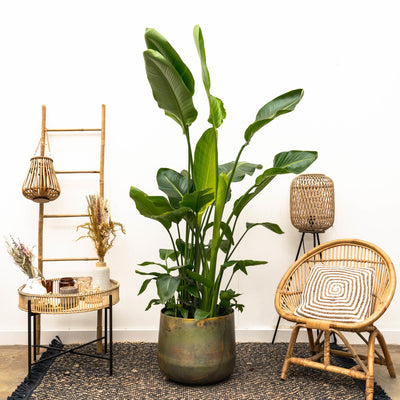 Strelitzia Nicolai luxo XXL - 250cm - ø40