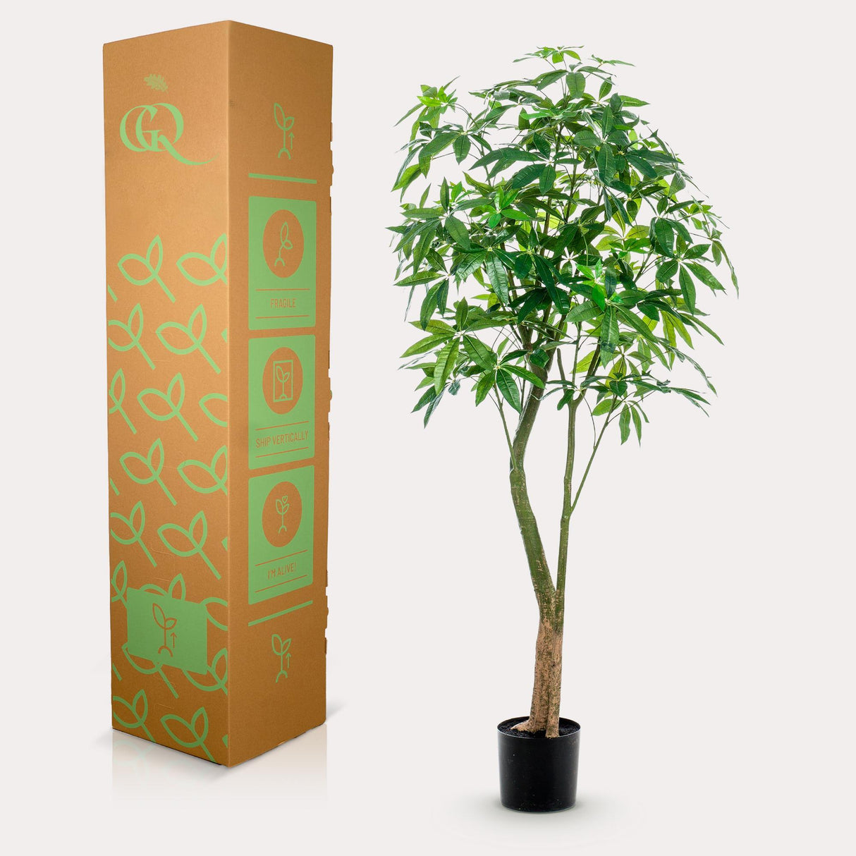 Planta artística - Pachira Aquatica - Geldboom - 180 cm