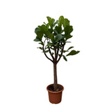 Ficus Lyrata lança XXL - 210 cm - ø40