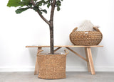 Lança Ficus Lyrata - 180cm - ⌀30