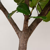 Ficus Lyrata lança XXXL - 300cm - ø55