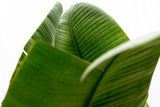 Luxo Strelitzia Augusta XXL - 250cm - ø38