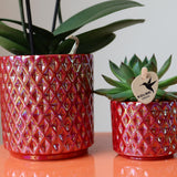 Orquídeas Kolibri | rode orquídea phalaenopsis Congo + Pearl Pot vermelho - potmaat Ø9cm | bloeiende kamerplant - vers van de kweker