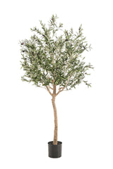 Arte Olijfboom - Olea europaea - Olijfboom - 180 cm