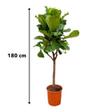 Lança Ficus Lyrata - 180cm - ⌀30