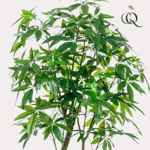 Planta artística - Pachira Aquatica - Geldboom - 180 cm