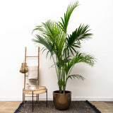 Palma Kentia - 230 cm - ø38