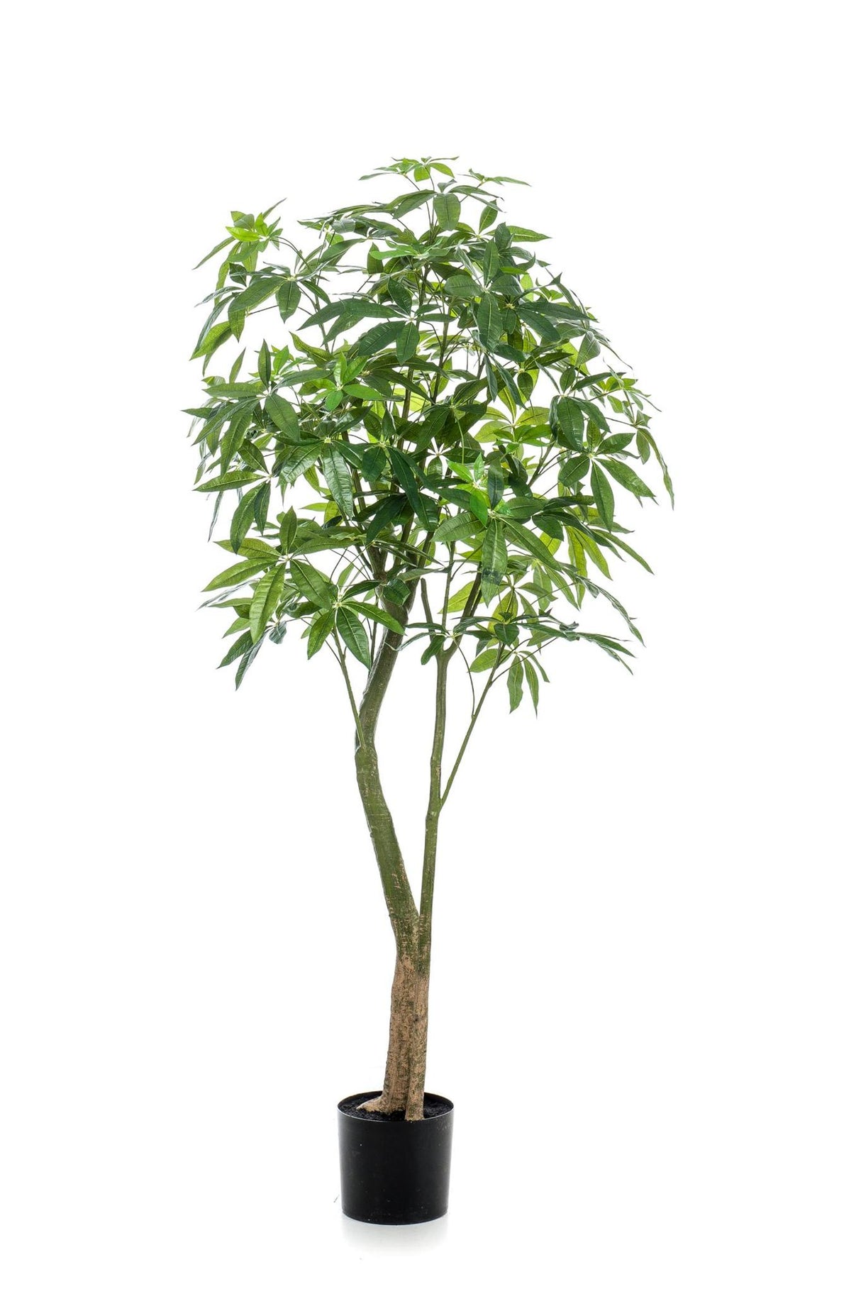 Planta artística - Pachira Aquatica - Geldboom - 180 cm