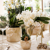 Orquídeas Kolibri | Orquídea Witte phalaenopsis - Nazaré - potmaat Ø9cm | bloeiende kamerplant - vers van de kweker