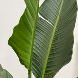 Strelitzia Augusta multi-caule