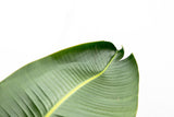 Luxo Strelitzia Augusta XXL - 250cm - ø38