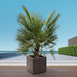 Estrutura Chamaerops Humilis - 180cm - Ø30