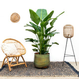 Strelitzia Nicolai luxo XXL - 250cm - ø40