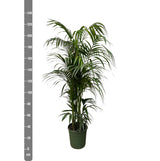 Palma Kentia - 230 cm - ø38