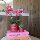 Orquídeas Kolibri | rode orquídea phalaenopsis Congo + Pearl Pot vermelho - potmaat Ø9cm | bloeiende kamerplant - vers van de kweker