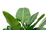 Strelitzia Nicolai luxo XXL - 250cm - ø40