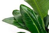 Strelitzia Nicolai luxo XXL - 250cm - ø40