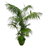 Palma Kentia XXL - 260cm - ø35
