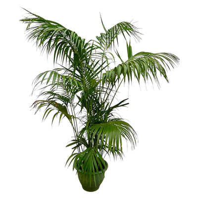 Palma Kentia XXL - 260cm - ø35