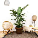 Strelitzia Nicolai luxo XXL - 250cm - ø40