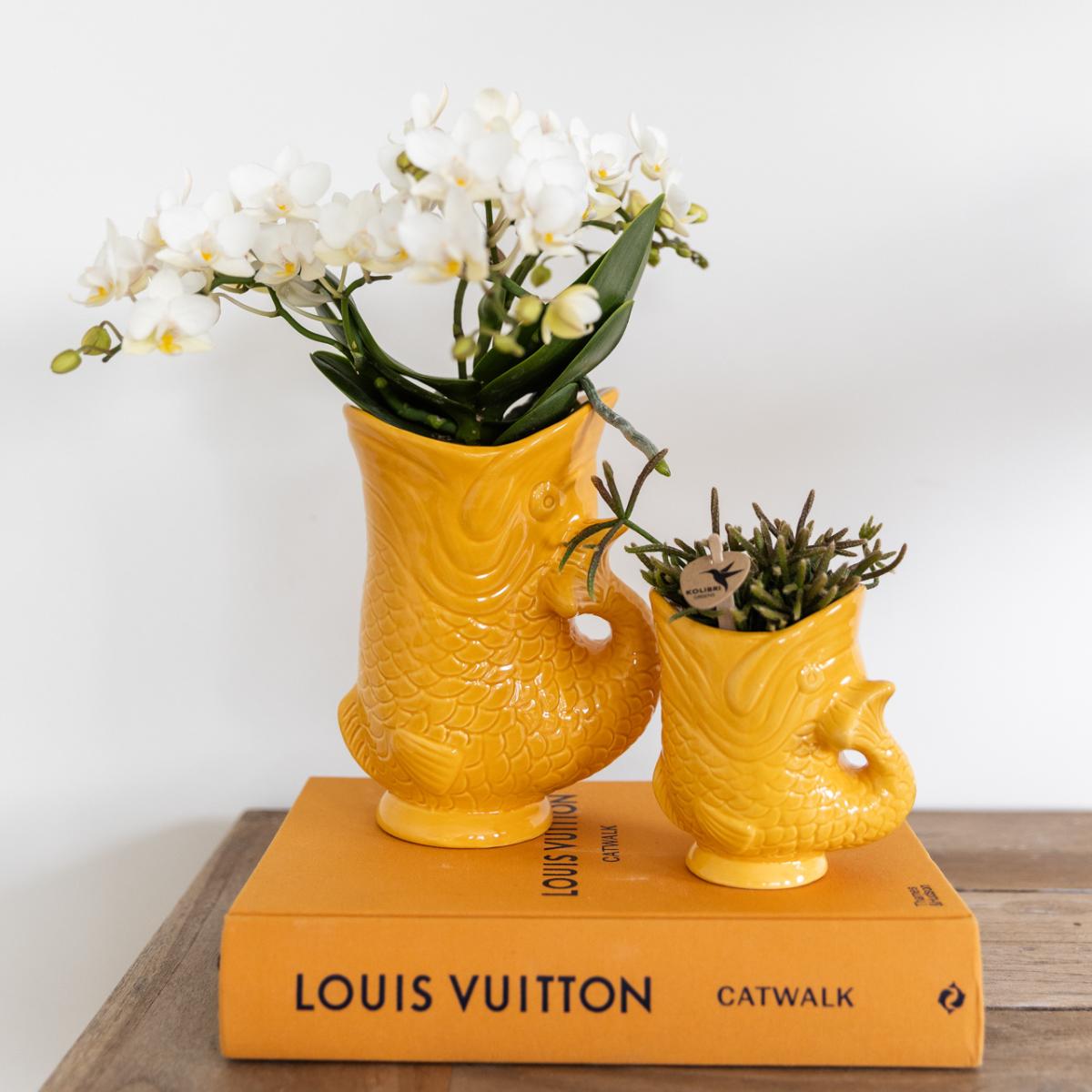 Orquídeas Kolibri | Conjunto Witte Orquídea Nazaré em suculenta em Peixe sierpot laranja - potmaat Ø9cm & Ø6cm | bloeiende kamerplant - vers van de kweker