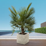 Estrutura Chamaerops Humilis - 180cm - Ø30