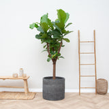 Lança Ficus Lyrata - 180cm - ⌀30