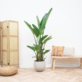 Strelitzia Augusta multi-caule