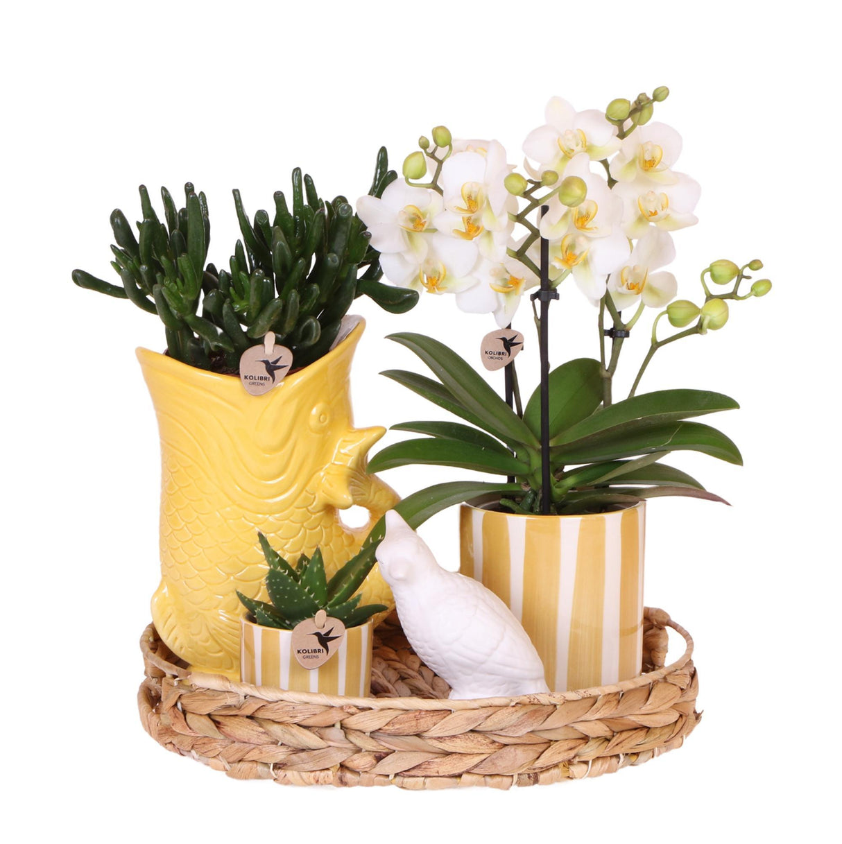 Empresa Kolibri | Conjunto presente Mediterrâneo Sunset | Plantenset com Phalaenopsis Orchidee Lausanne e Succulents incl. cerâmica cerâmica