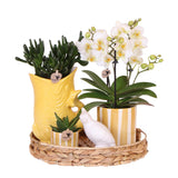 Empresa Kolibri | Conjunto presente Mediterrâneo Sunset | Plantenset com Phalaenopsis Orchidee Lausanne e Succulents incl. cerâmica cerâmica