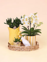 Empresa Kolibri | Conjunto presente Mediterrâneo Sunset | Plantenset com Phalaenopsis Orchidee Lausanne e Succulents incl. cerâmica cerâmica