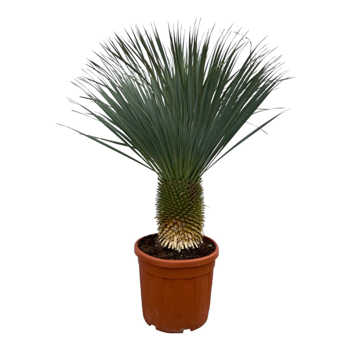 Mandioca Rostrata - 160 cm - Ø50cm